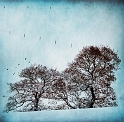 paysage 2_12_2010n01